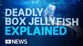 Box jellyfish The worlds most venomous creature takes another life  ABC News [upl. by Nylanaj]