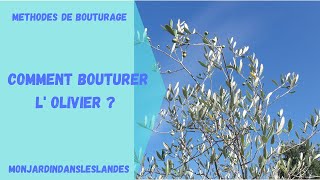 Comment bouturer lolivier Olea europaea   Monjardindansleslandes [upl. by Siramaj]