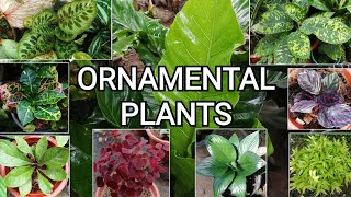 Easy to Grow Ornamental Plants 20  Plants in the Philippines [upl. by Kono211]