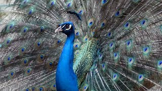 Fancy Peacocks Roam Around the Zoo [upl. by Cody]