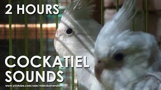 WHITE FACED COCKATIEL SOUNDS HQ Audio  Male amp Female Cockatiels [upl. by Sculley436]