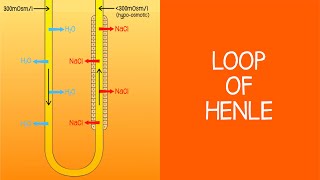 24 Renal Loop of Henle [upl. by Rotberg167]