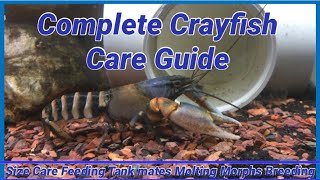 Complete Crayfish Care Guide [upl. by Ylimme521]