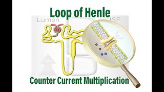 Loop of Henle Counter Current Multiplication [upl. by Annaeirb]