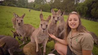 Learn all about Kangaroos and Wallabies [upl. by Fleur]