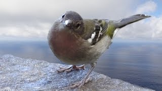 Chaffinch Bird singing  Buchfink Vogel Gesang [upl. by Hebrew]