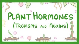 Plant Hormones  Tropisms amp Auxins 52 [upl. by Ailehs668]