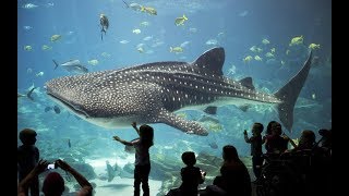 Discover the Spectacular Wonders of The Georgia Aquarium  Atlanta USA [upl. by Job]