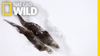 River Otters on the Run  Wild Yellowstone [upl. by Ellimak]