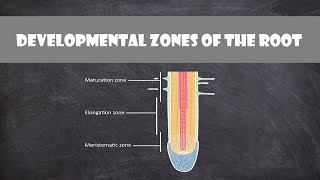 Developmental Zones of the Root  Plant Biology [upl. by Lhok604]