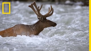 Take an Epic Journey With the Elk of Yellowstone  Short Film Showcase [upl. by Sylera665]