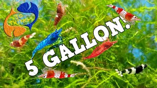 10 BEST FISH For 5 Gallon AQUARIUM [upl. by Alleb]