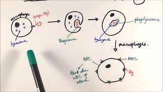 IMMUNE RESPONSE TO BACTERIAL INFECTION Innate vs Adaptive [upl. by Stempien]