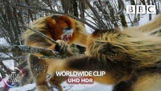 Animal fights Snubnosed snow monkeys fight 👊  Seven Worlds One Planet  BBC Earth [upl. by Vinnie379]