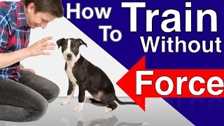 How to Train your Dog Without Force Stop Puppy Biting Pay Attention and Train Smarter [upl. by Nepil942]