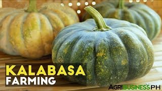 Squash Planting Tips How to Plant Squash in the Philippines [upl. by Sherlock]