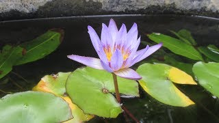 Planting Water Lilies using No Soil in Pond Planting Baskets [upl. by Naibaf455]