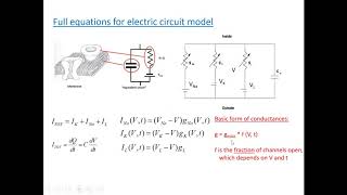 PHYS 410 The HodgkinHuxley model [upl. by Melleta560]