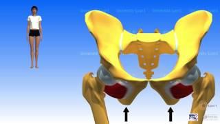 Muscles pelvitrochantériens [upl. by Ahsratal324]