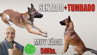 ENSEÑA a tu PERRO a SENTARSE y TUMBARSE Técnica Profesional [upl. by Moffitt240]