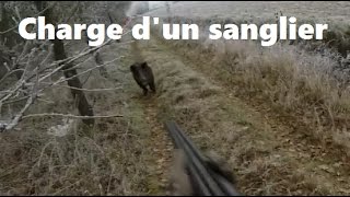 Un sanglier charge 4 postés [upl. by Nalod]