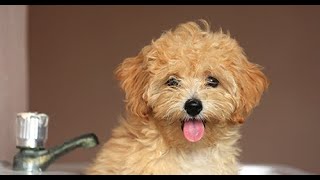 Maltipoo  Comprehensive Dog Review with Compilation [upl. by Ailedua]