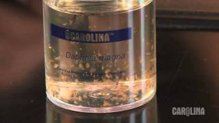 How to Care for Daphnia [upl. by Hoye]