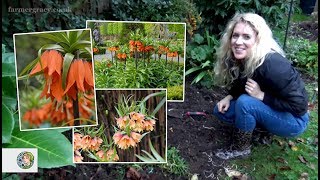 How to plant Fritillaria imperialis or Crown Imperial bulbs  FarmerGracycouk [upl. by Allen]