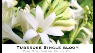 Tuberose Single Bloom [upl. by Marcie633]