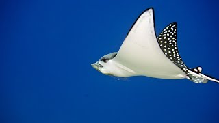 Spotted eagle rays can quotflyquot through the water  Oceana [upl. by Radloff]