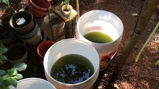 How to grow Green Water Algae [upl. by Ogram830]