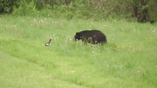 Skunk Sprays Inquisitive Bear  ViralHog [upl. by Felicity]