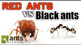 How to Catch A Queen Ant [upl. by Philipp817]