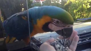 Hand feeding wild macaws [upl. by Sevy]