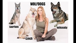 WOLFDOGS  WHICH ONE IS BEST  Czechoslovakian Wolfdog Saarloos Volkosoby [upl. by Benedetta791]