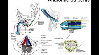 COURS DYSFONCTION ERECTILE [upl. by Joleen]