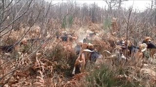 Compilation vidéos chasse sanglier 2018 avec meute danglos [upl. by Aimac885]