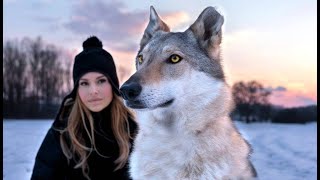 CZECHOSLOVAKIAN WOLFDOG  The Ultimate Guide  Animal Watch [upl. by Asel]