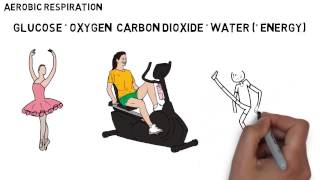 GCSE Biology  Aerobic amp Anaerobic Respiration [upl. by Lluj428]