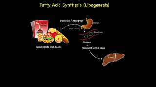 Fatty Acid Synthesis Lipogenesis [upl. by Procora]