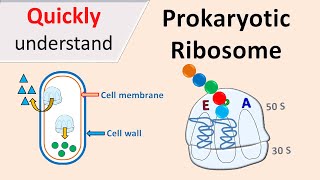 Prokaryotic Ribosomes  70S Ribosomes [upl. by Eldrida]