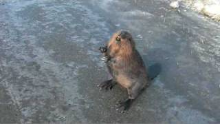 Talking Beaver on the Highway [upl. by Anivid]