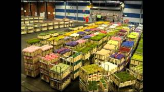 AALSMEER FLOWER MARKET Holland [upl. by Flight]