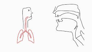 Phonetics Articulation [upl. by Ramos]