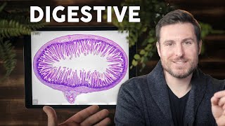 Digestive System Histology Explained for Beginners  Corporis [upl. by Ratna804]