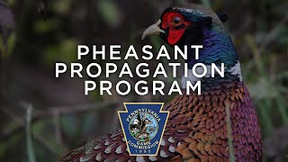 Pheasant Propagation Program  Through the Year [upl. by Dirk789]