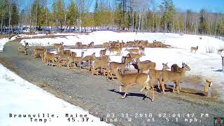 2018 03 31  637 Feeding Time on the Brownville Food Pantry Cam [upl. by Mayram]