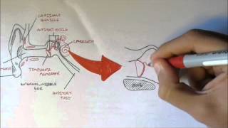 Ear Anatomy [upl. by Georgina]