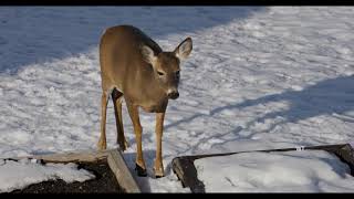 Brownville’s Food Pantry For Deer  Richard’s takeout window [upl. by Harbour]