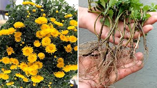 How to propagate and grow Chrysanthemums from cuttings Como propagar crisântemos [upl. by Kallman]